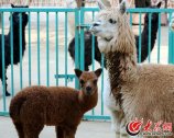 2���ɿ���ɫ��С��񄌚�������L�L�Ľ�ë�ʹ����۾���.jpg